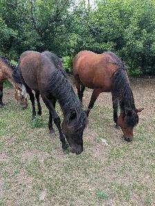 Arabian Percheron yearling - Photo 8