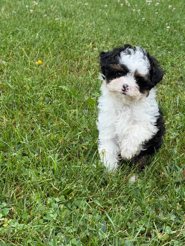 Caniche  toy