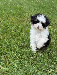Caniche  toy