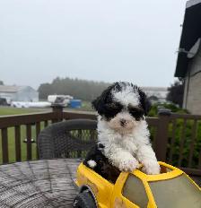 Caniche  toy - Photo 2
