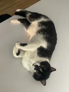 Chaton (6-7 mois)