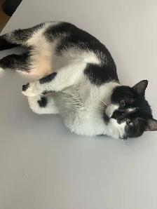 Chaton (6-7 mois) - Photo 4