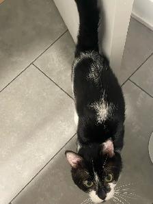 Chaton (6-7 mois) - Photo 6