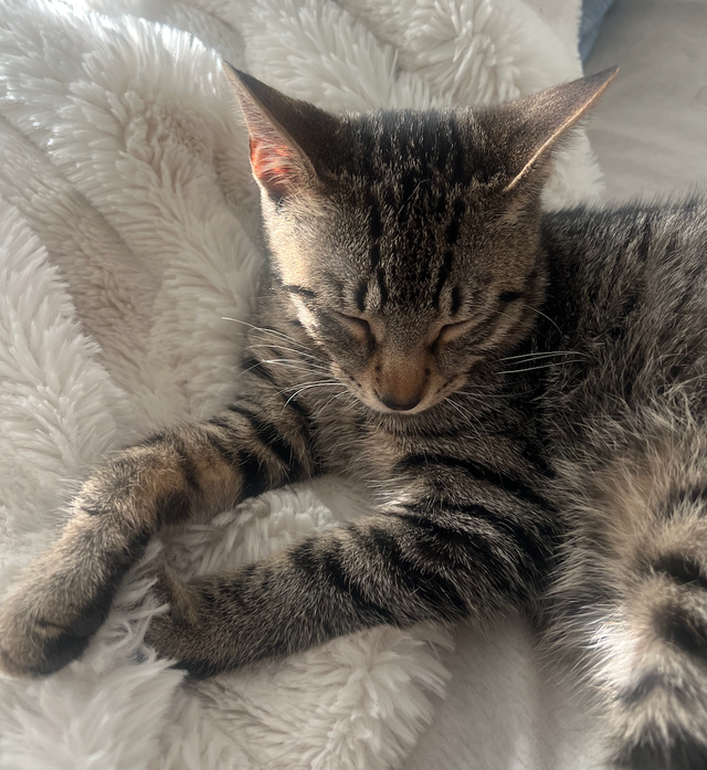 Cat For Rehoming
