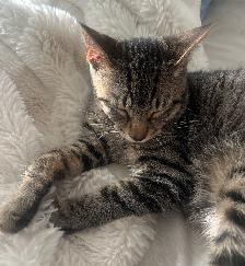 Cat For Rehoming