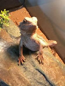 Exotic Pet Sitting - Photo 2
