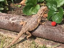 Exotic Pet Sitting - Photo 3