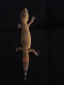 Exotic Pet Sitting - Photo 4