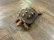 Exotic Pet Sitting - Photo 6