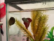 Exotic Pet Sitting - Photo 7