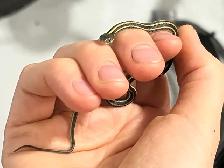 Exotic Pet Sitting - Photo 8