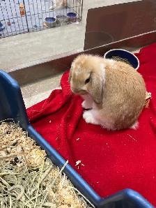 Exotic Pet Sitting - Photo 10