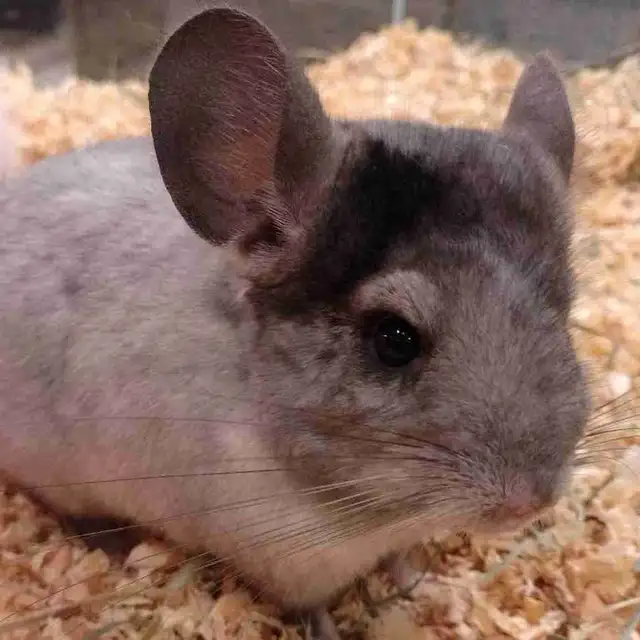 baby chinchillas