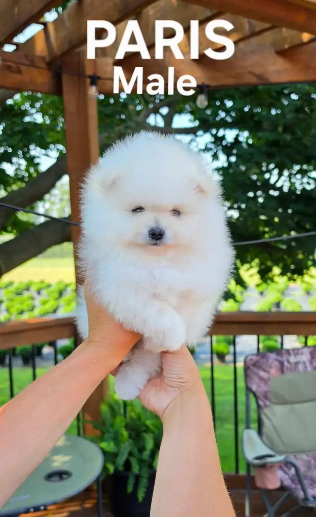 CKC REGISTERED POMERANIAN PUPPIES!