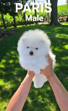 CKC REGISTERED POMERANIAN PUPPIES! - Photo 2