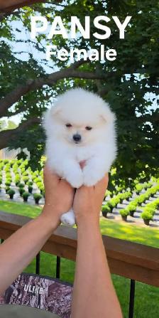 CKC REGISTERED POMERANIAN PUPPIES! - Photo 3