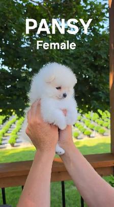 CKC REGISTERED POMERANIAN PUPPIES! - Photo 4