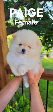 CKC REGISTERED POMERANIAN PUPPIES! - Photo 5