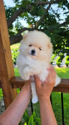 CKC REGISTERED POMERANIAN PUPPIES! - Photo 6