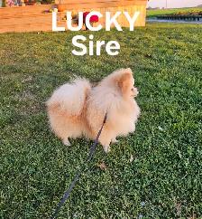 CKC REGISTERED POMERANIAN PUPPIES! - Photo 7
