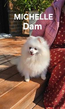 CKC REGISTERED POMERANIAN PUPPIES! - Photo 8