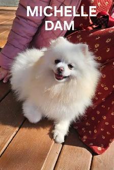 CKC REGISTERED POMERANIAN PUPPIES! - Photo 9