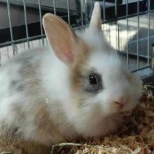 baby lionhead rabbit