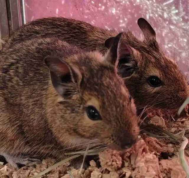 baby degus
