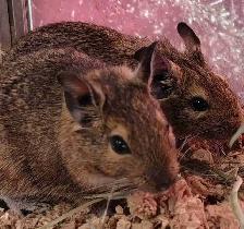 baby degus