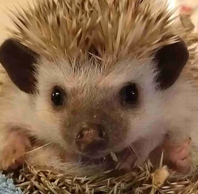 baby hedgehogs