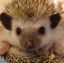baby hedgehogs