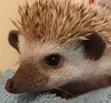 baby hedgehogs - Photo 2
