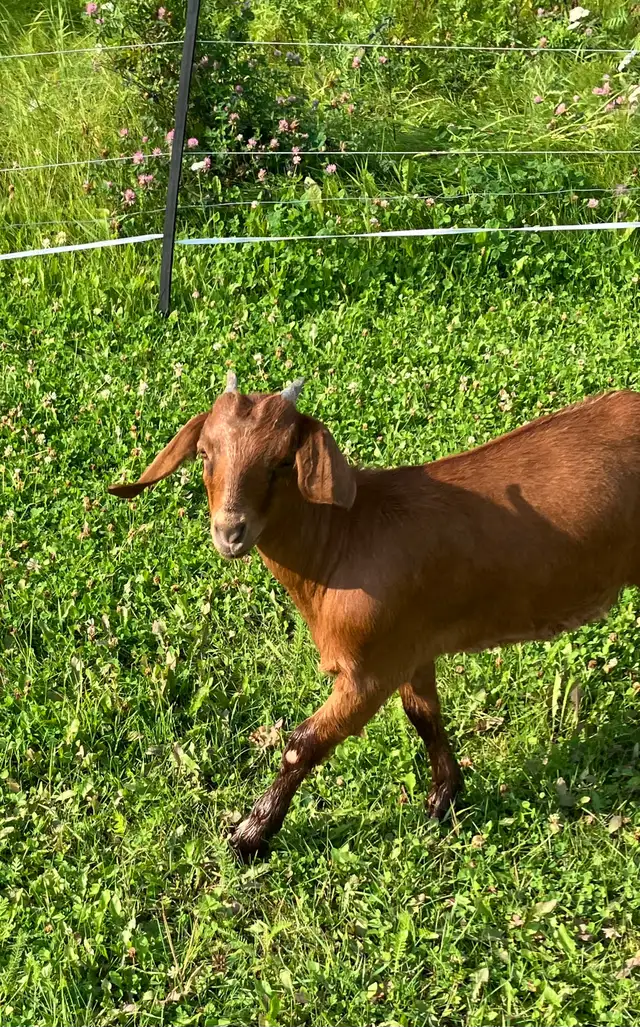 Red Boer doelings for sale