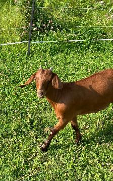 Red Boer doelings for sale