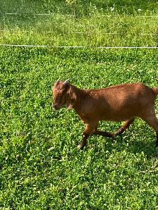 Red Boer doelings for sale - Photo 2