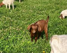 Red Boer doelings for sale - Photo 3