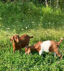 Red Boer doelings for sale - Photo 4