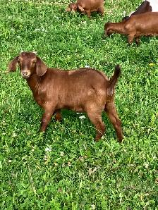 Red Boer doelings for sale - Photo 5