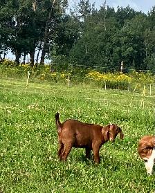 Red Boer doelings for sale - Photo 6