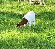 Red Boer doelings for sale - Photo 7