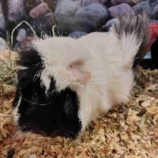 guinea pigs