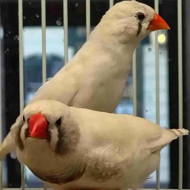 white black cheek zebra finches