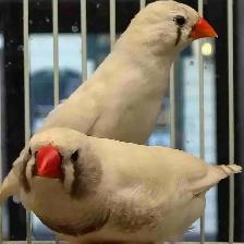 white black cheek zebra finches