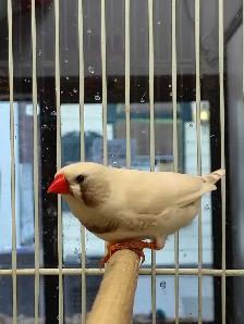 white black cheek zebra finches - Photo 3