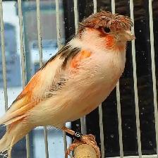 male canaries