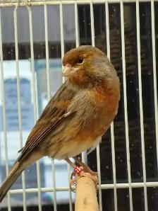 male canaries - Photo 2
