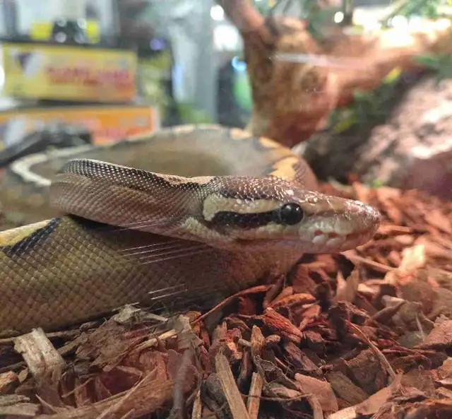 highway morph ball python