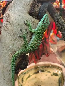 giant Madagascar day gecko - Photo 2