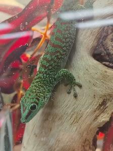 giant Madagascar day gecko - Photo 3