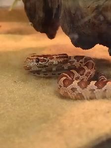baby corn snake - Photo 3